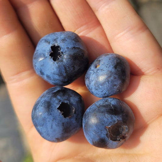 Potted Chandler Highbush Blueberry