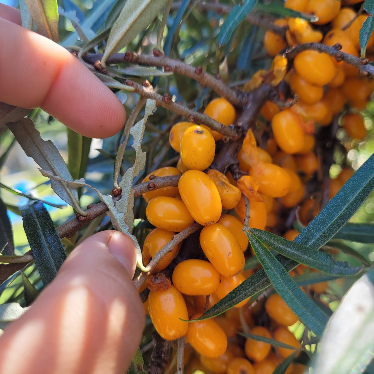 Tatiana Sea Buckthorn (Female) Bareroot