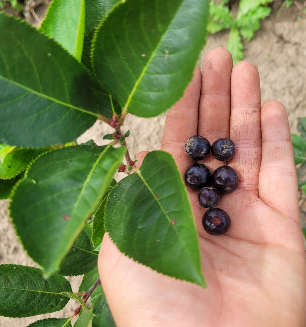 Potted McKenzie Aronia Berry