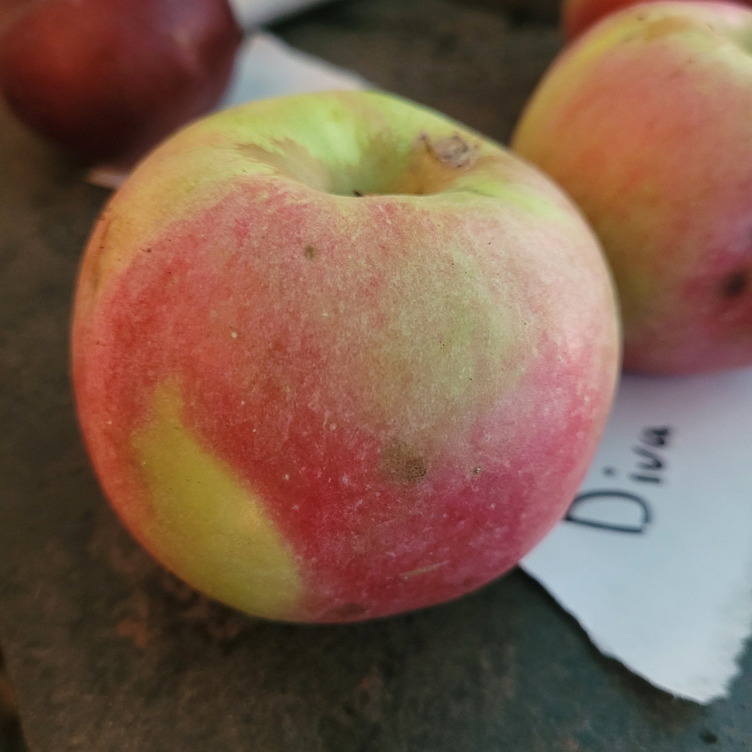 Diva Apple Scionwood