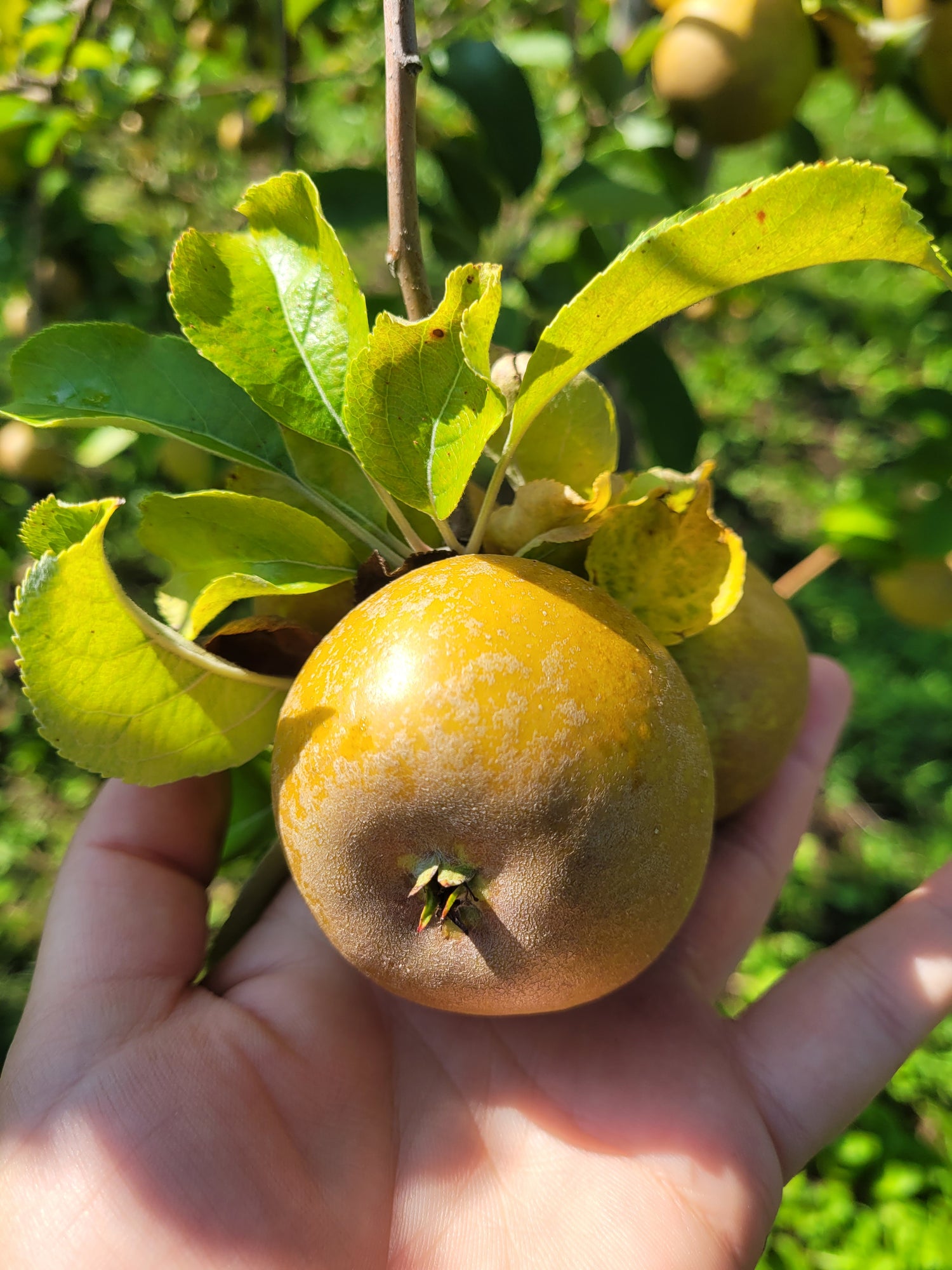 Golden Russet Apple Bareroot