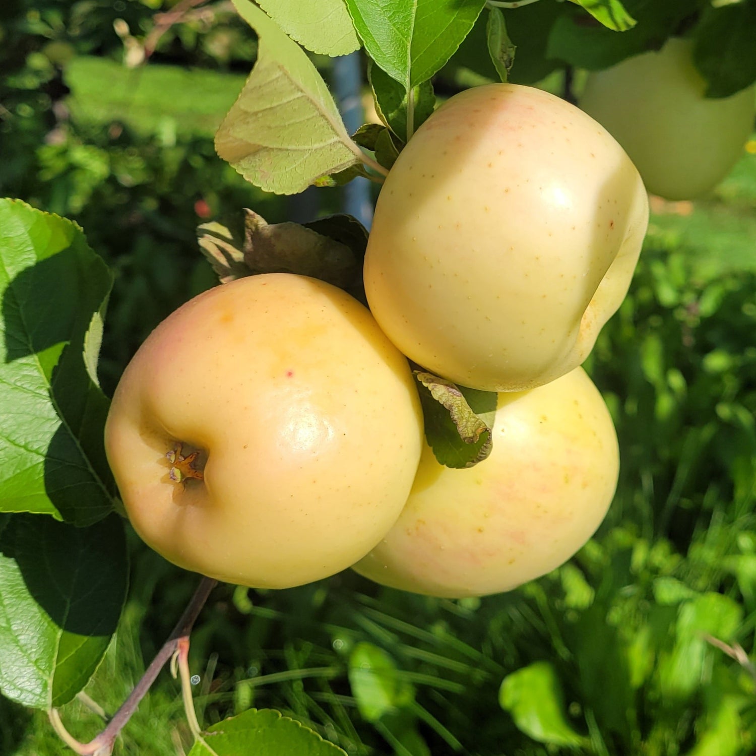 Silken Apple