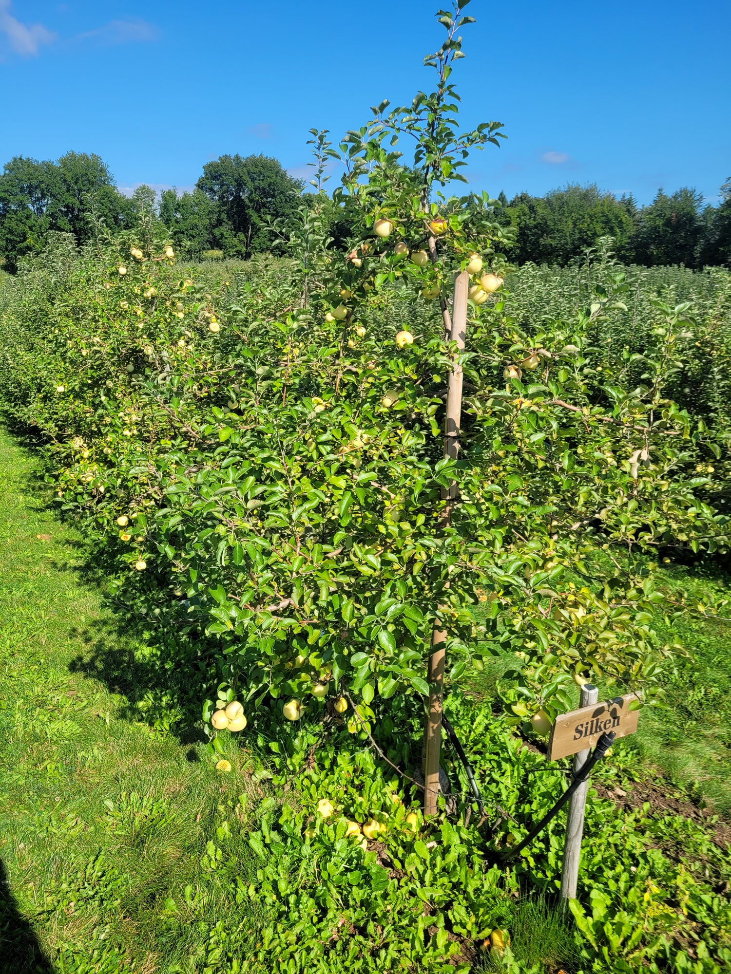 Silken Apple Tree (Bareroot)
