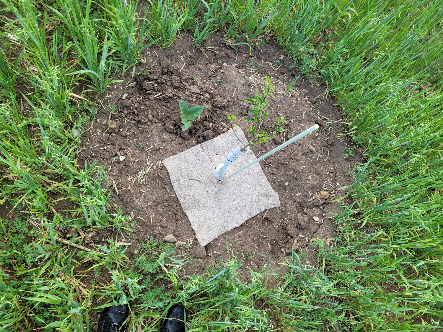 Small garden bed with a square of fabric and a tube in the center, surrounded by grass.