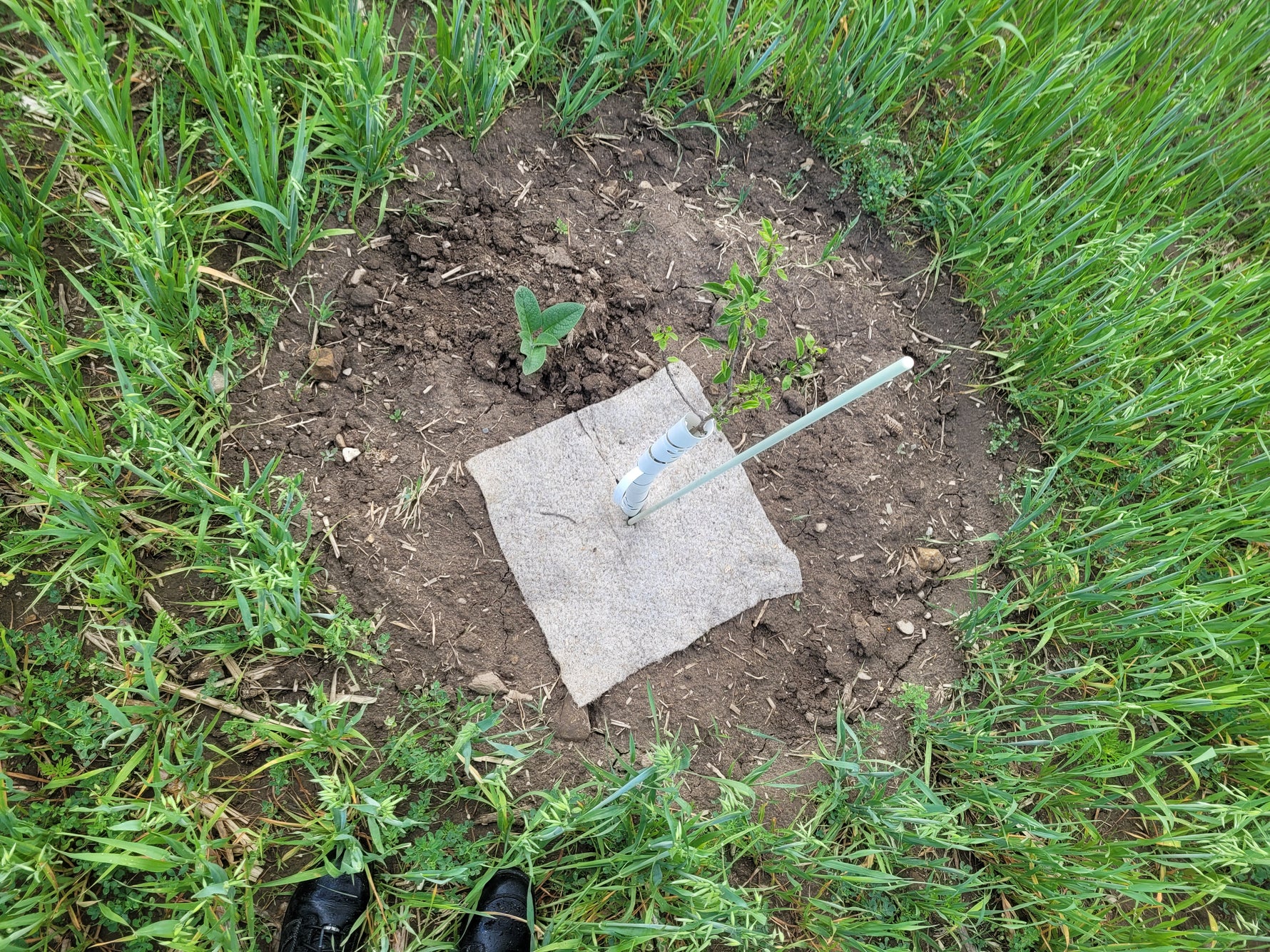 Small garden bed with a square of fabric and a tube in the center, surrounded by grass.