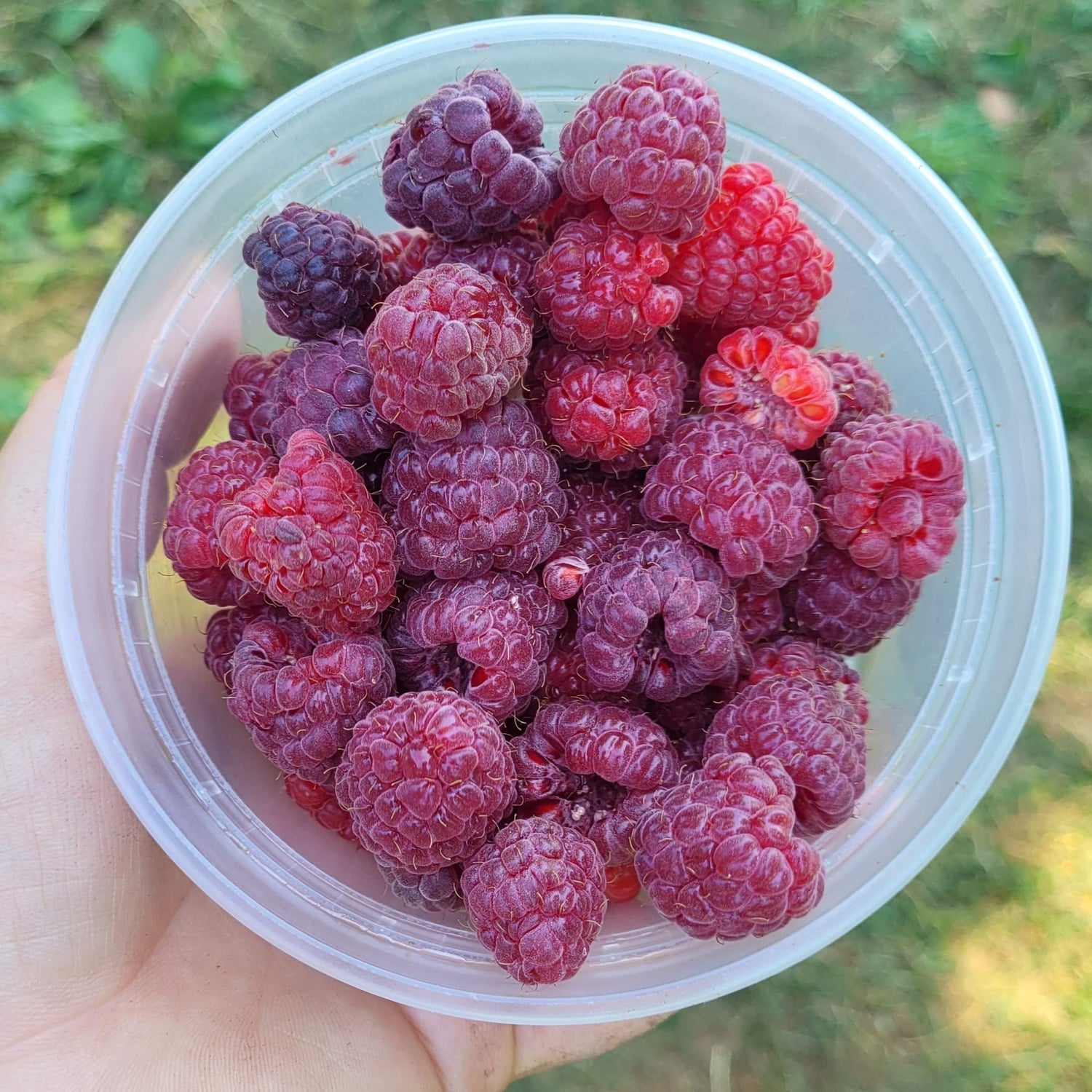 Potted Royalty Purple Raspberry