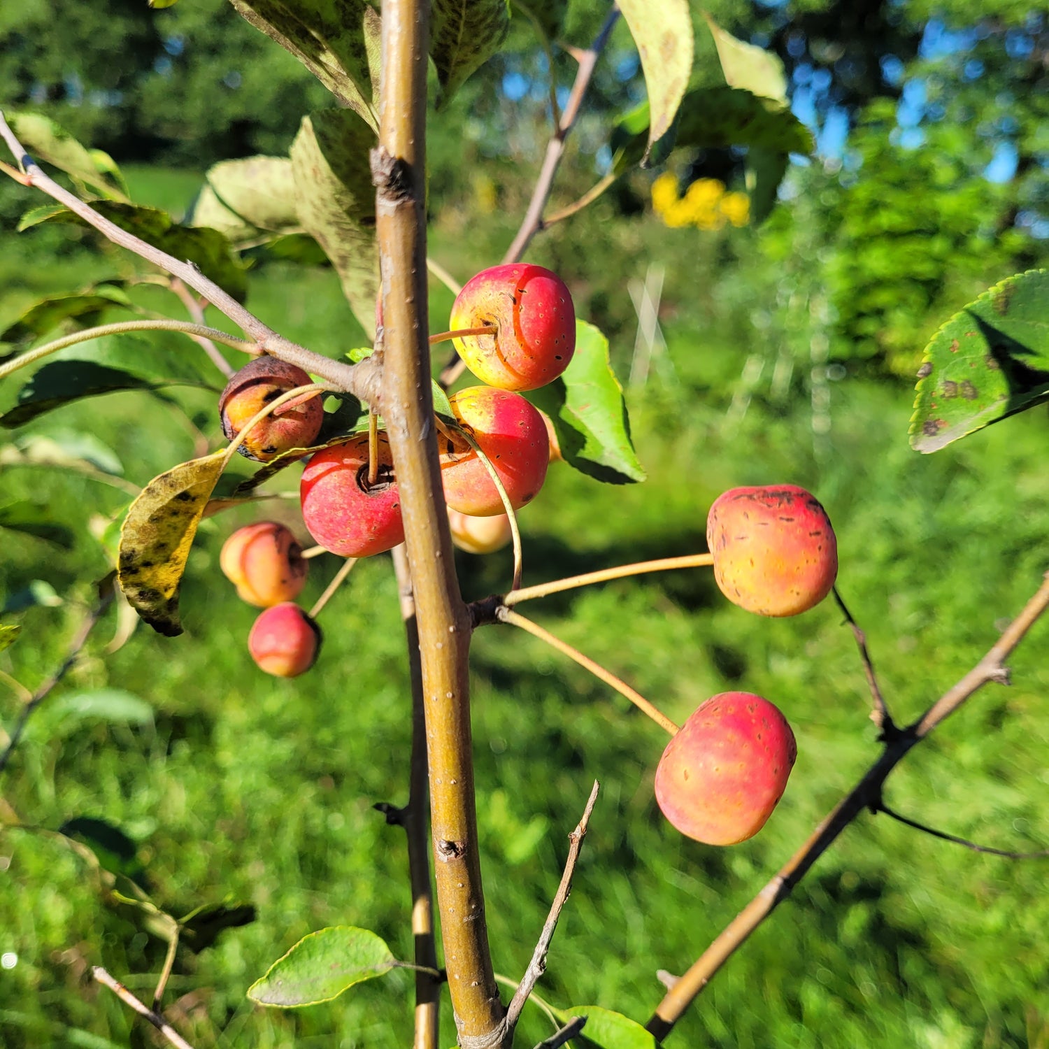 Manchurian Crabapple Scionwood