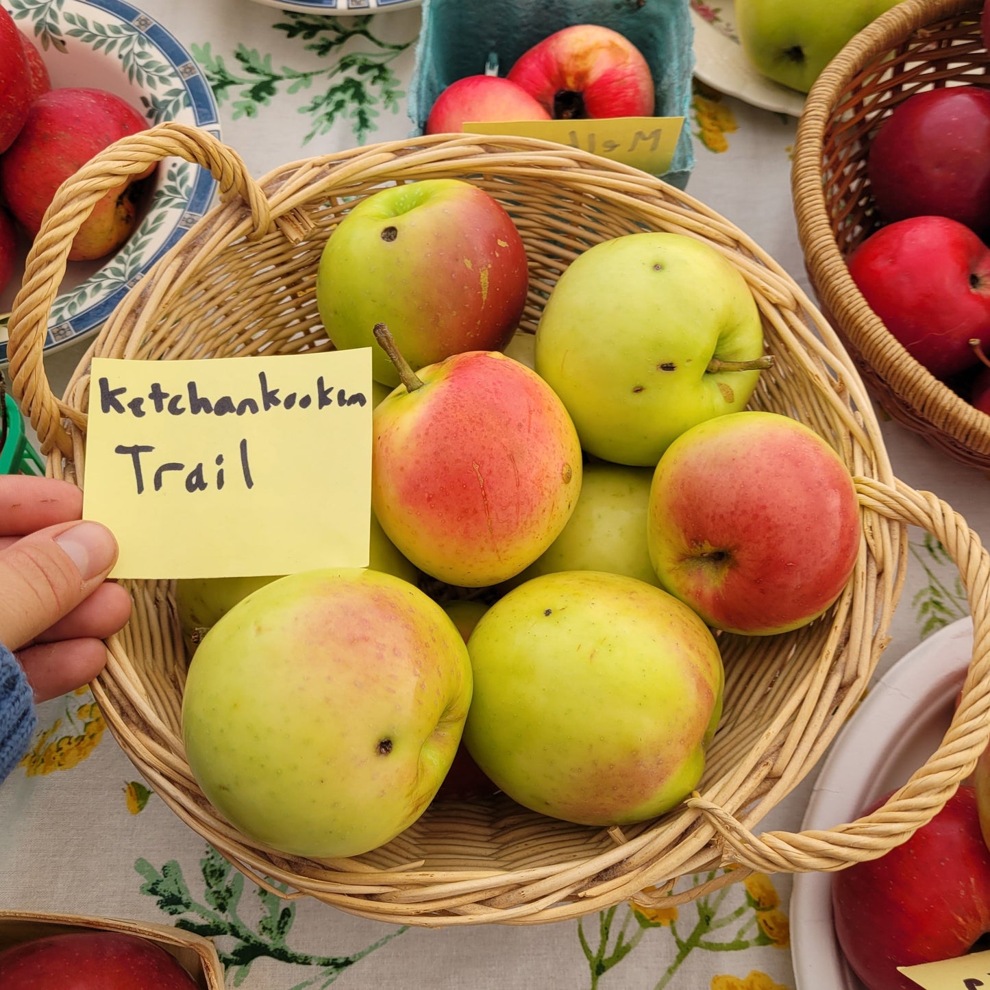 Ketchankookem Trail Apple