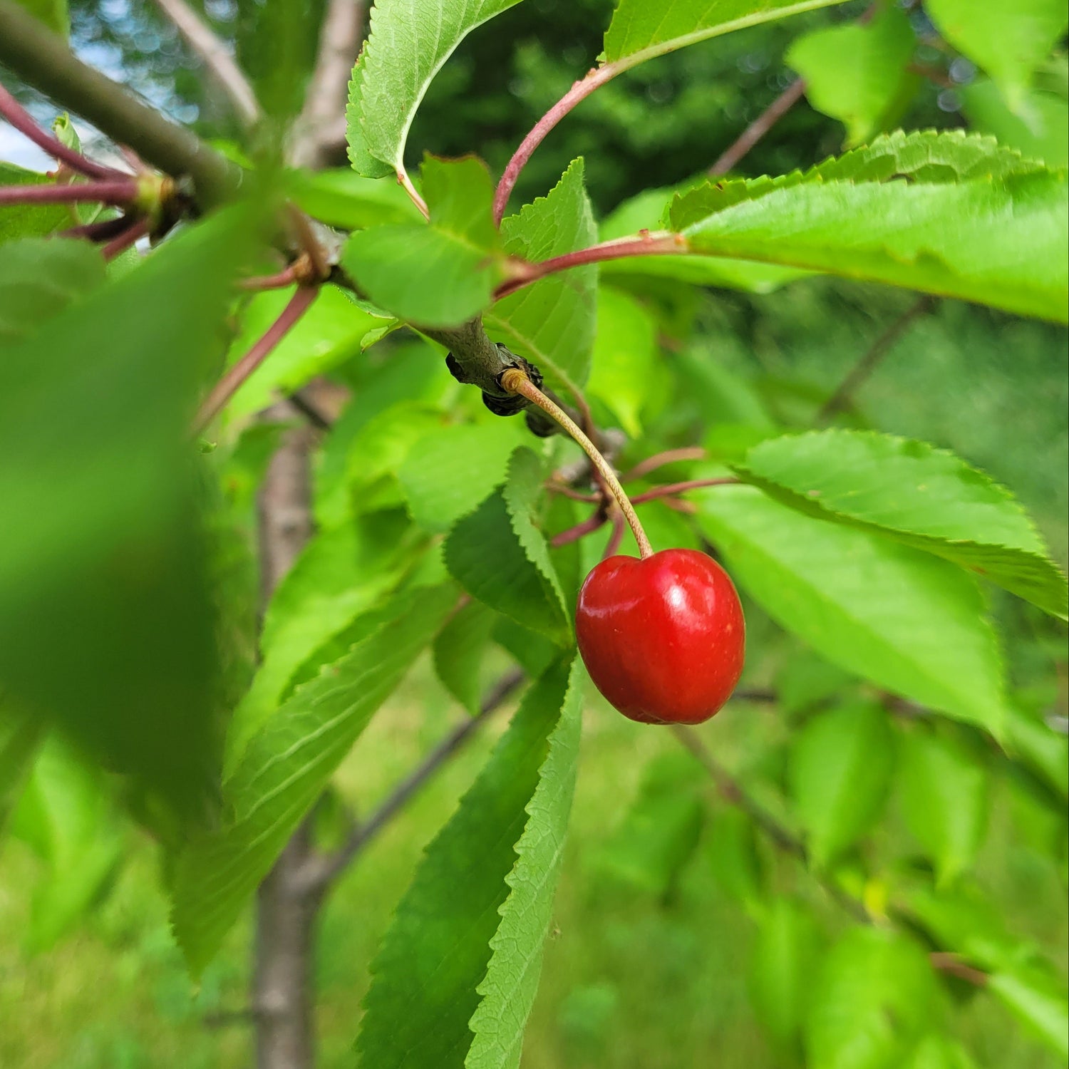 Vernon Sweet Cherry Scionwood