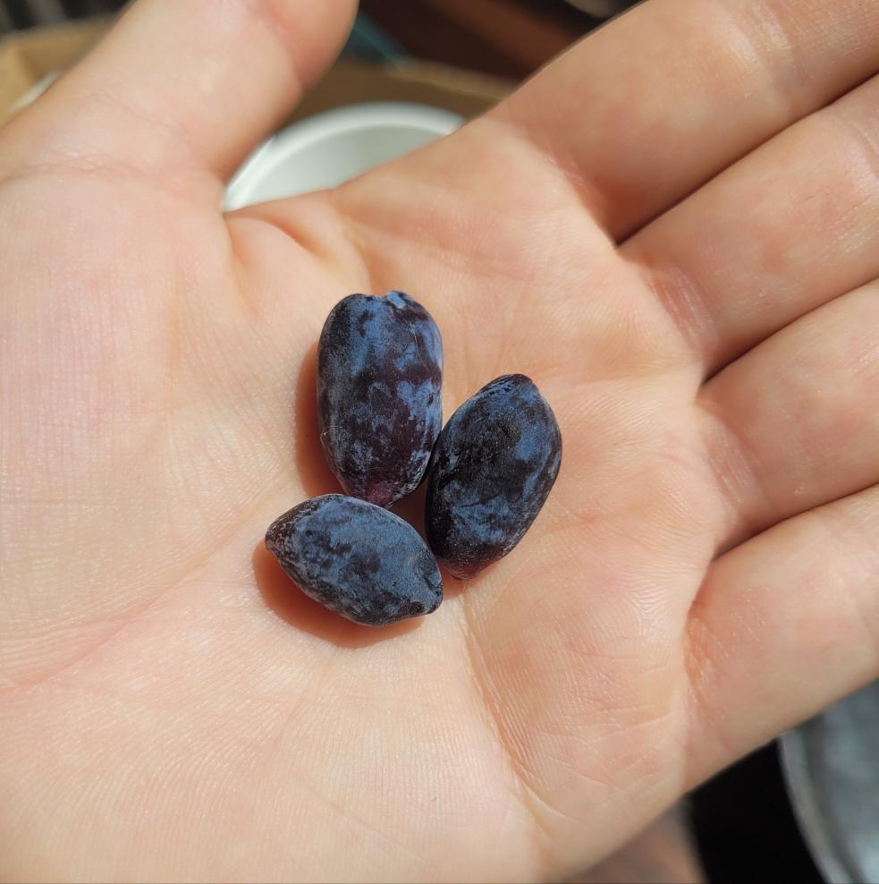 three Boreal Beauty Haskaps sitting on someone's palm.