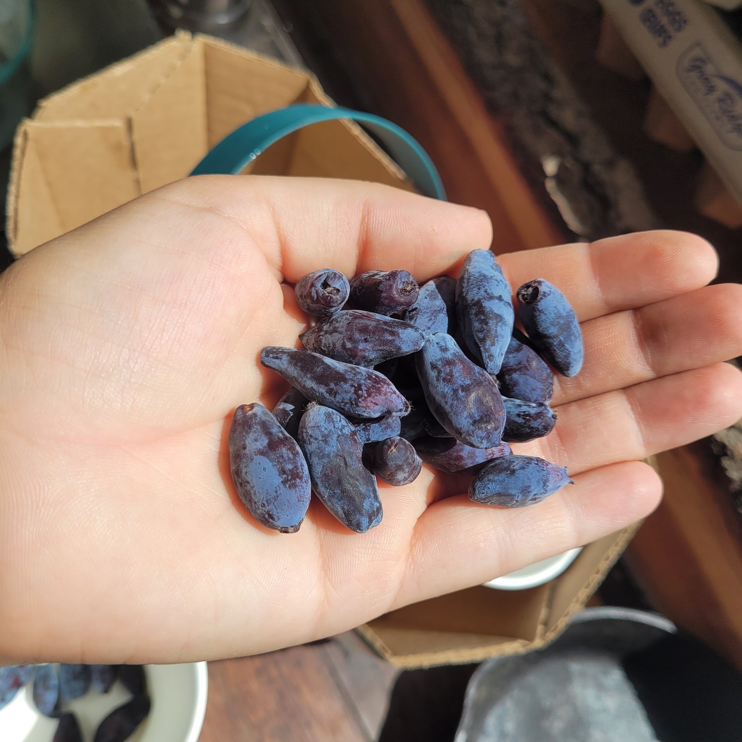 handful of Boreal Beast Haskaps 
