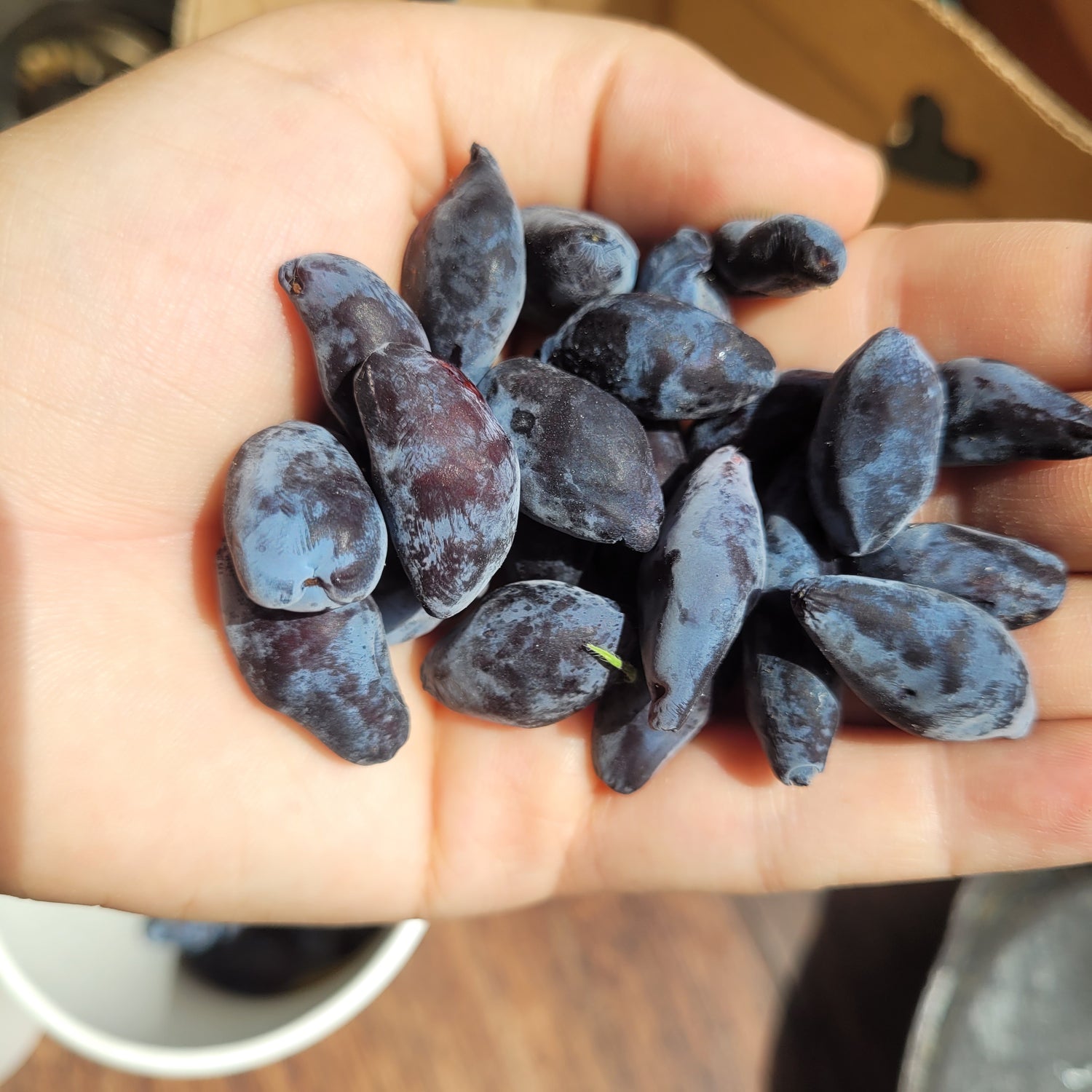 handful of Boreal Blizzard Haskaps 