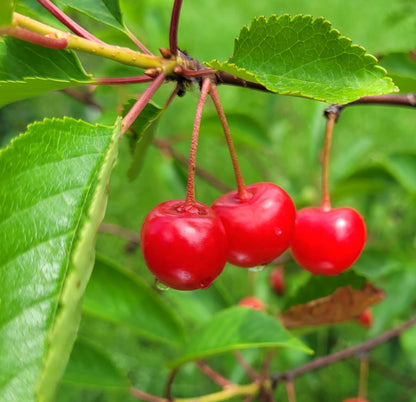 Montmorency Sour Cherry