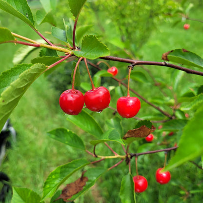 Montmorency Sour Cherries on the tree