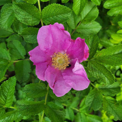 Rugosa Rose Seedling