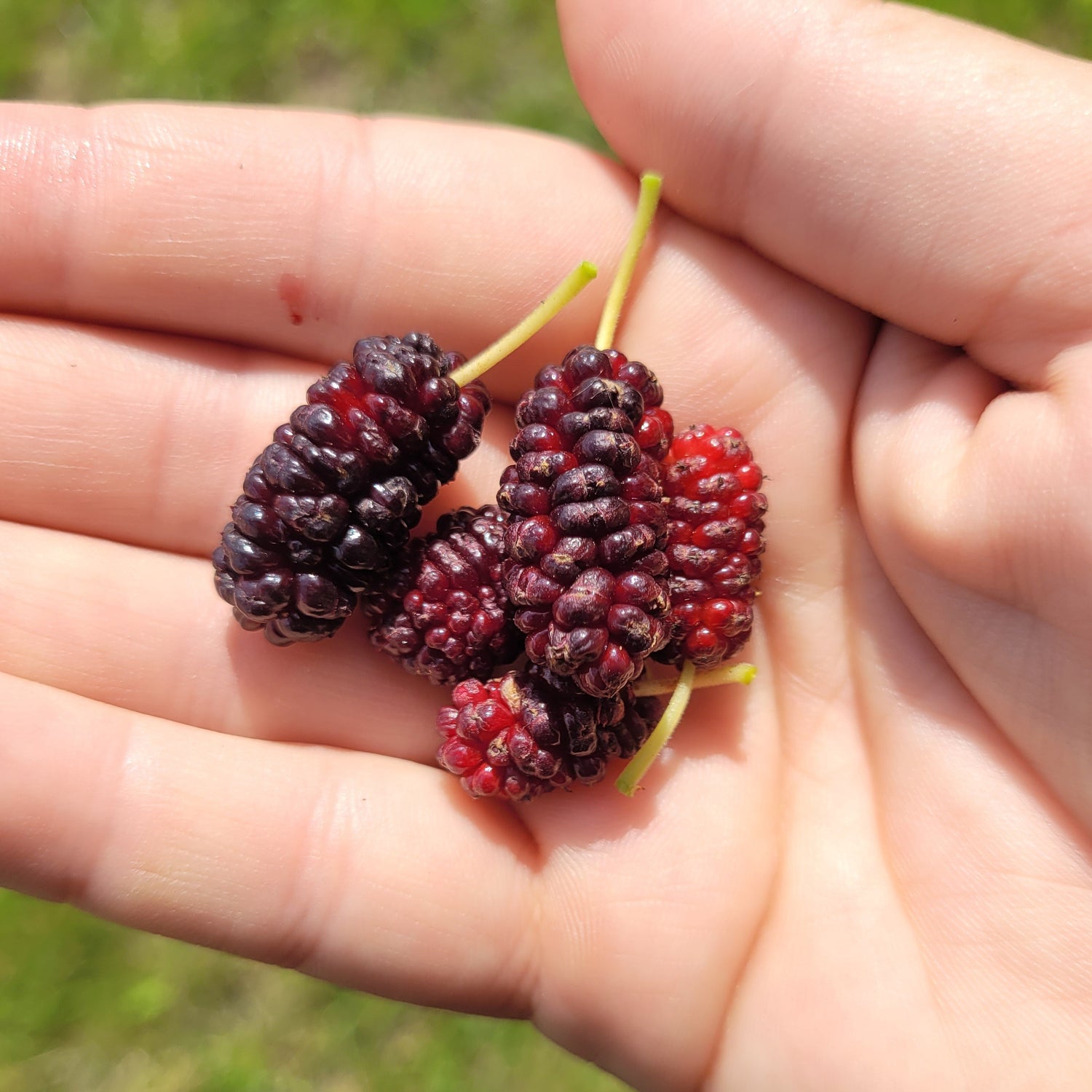 Illinois Everbearing Mulberry