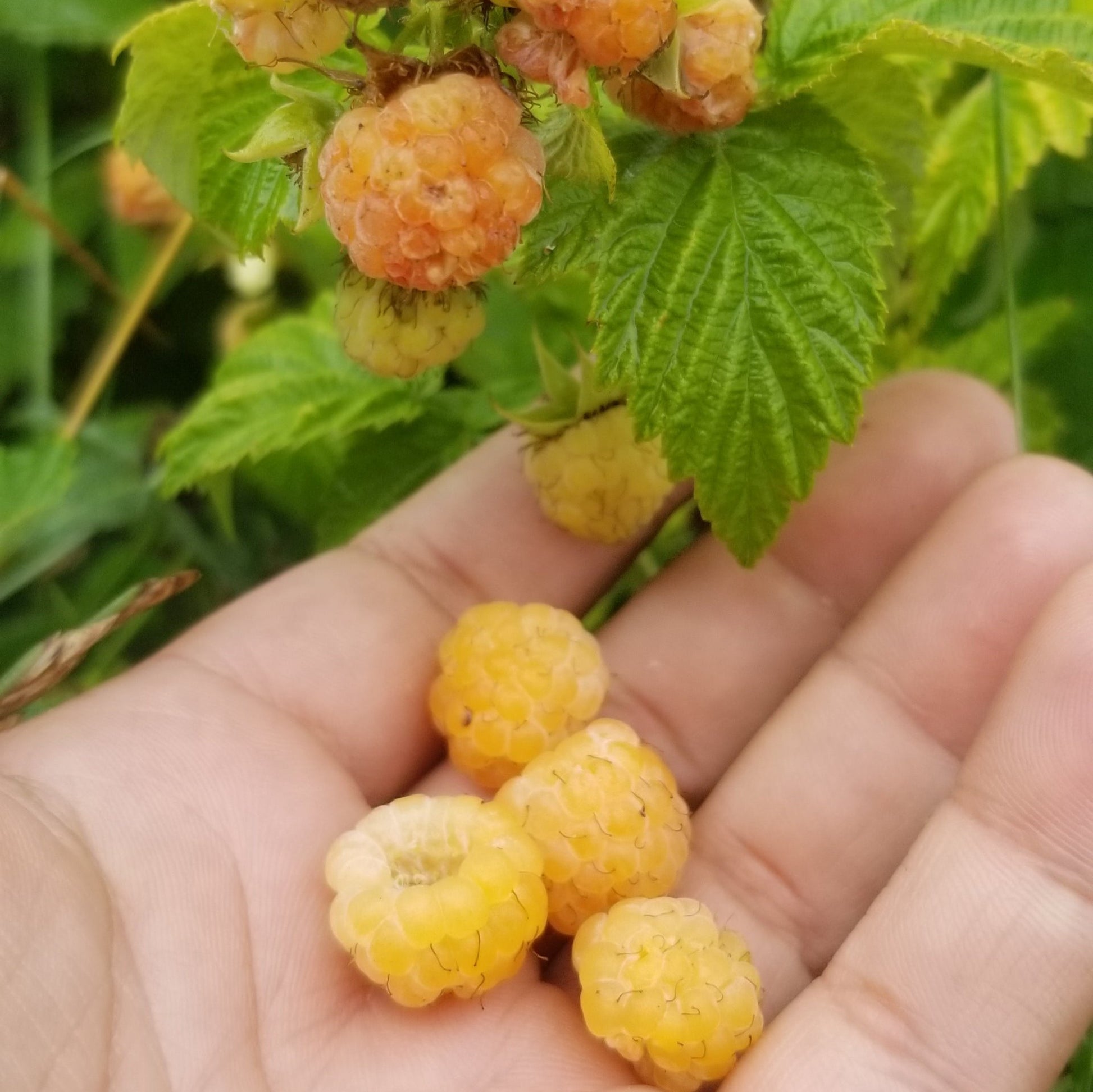 Anne Yellow Raspberries in someone's palm, beside some Anne raspberries on the bush.