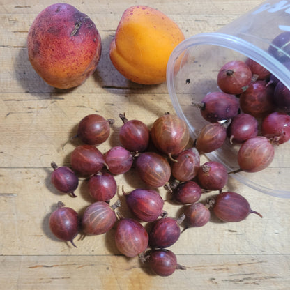 Grandma Julie Gooseberries spilled out of a container with two apricots in the background. 