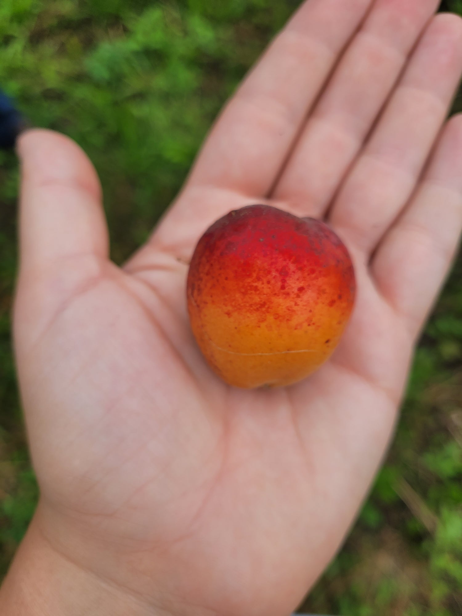 Harlayne Apricot Bareroot