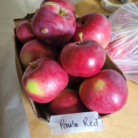 Paula Red Apple