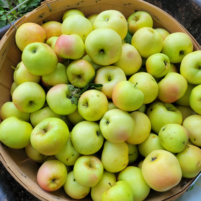 Pristine Apple