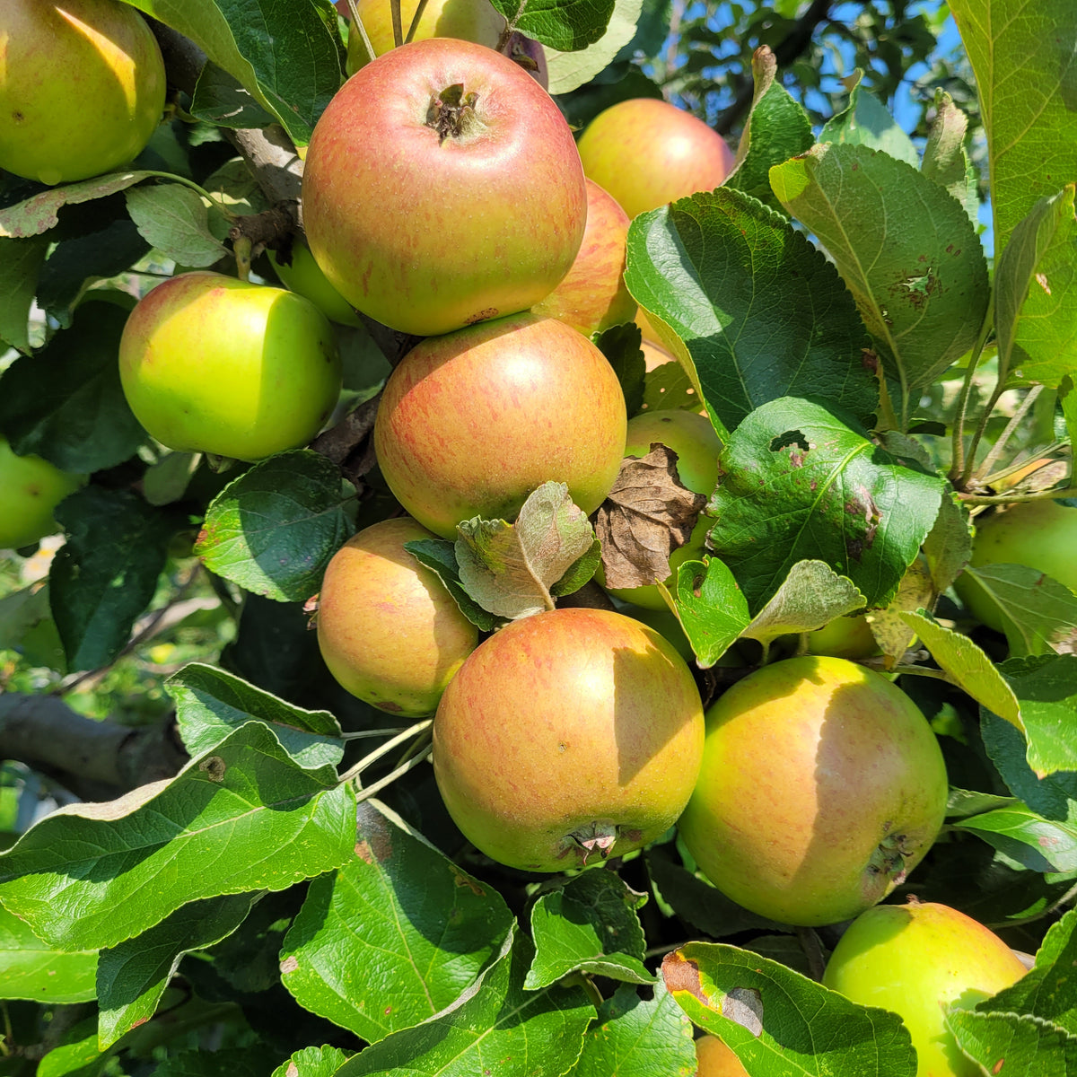 Woolbrook Pippin Apple Tree (Bareroot)