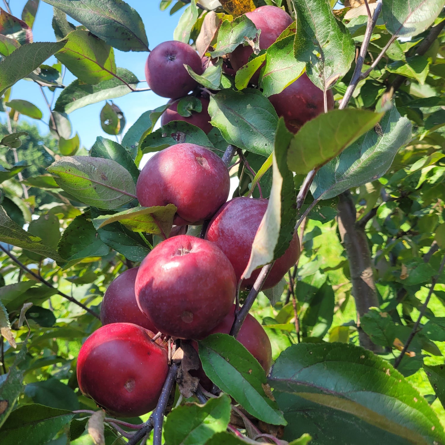 Geneva Crabapple