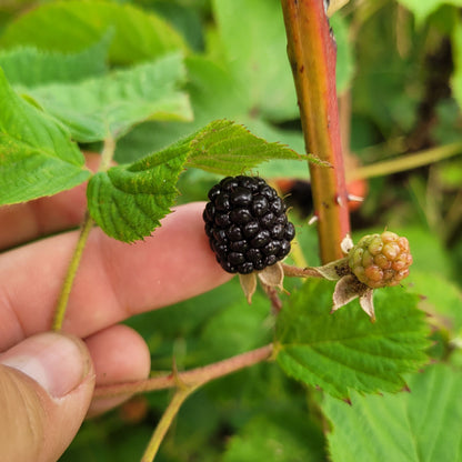 Bareroot Illini Hardy Blackberry