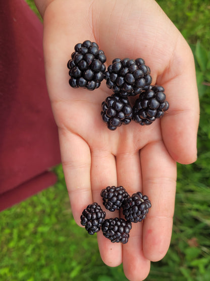 Chester Thornless Blackberries (top) compared to Illini Hardy (bottom) 