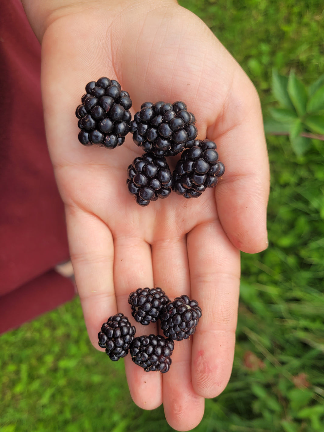 Blackberries Silver Creek Nursery Ltd.