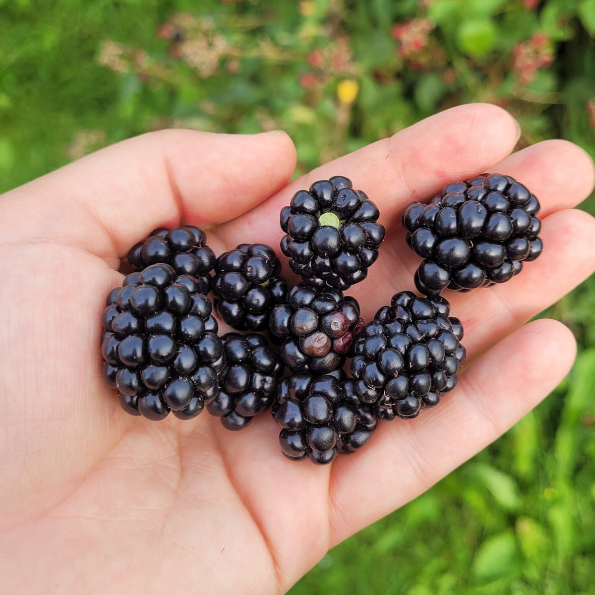 Balsor's Hardy blackberries in someone's hand.