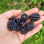 Balsor's Hardy blackberries in someone's hand.