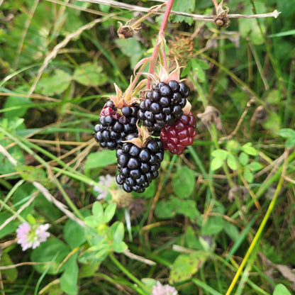 Chester Thornless Blackberries closeup