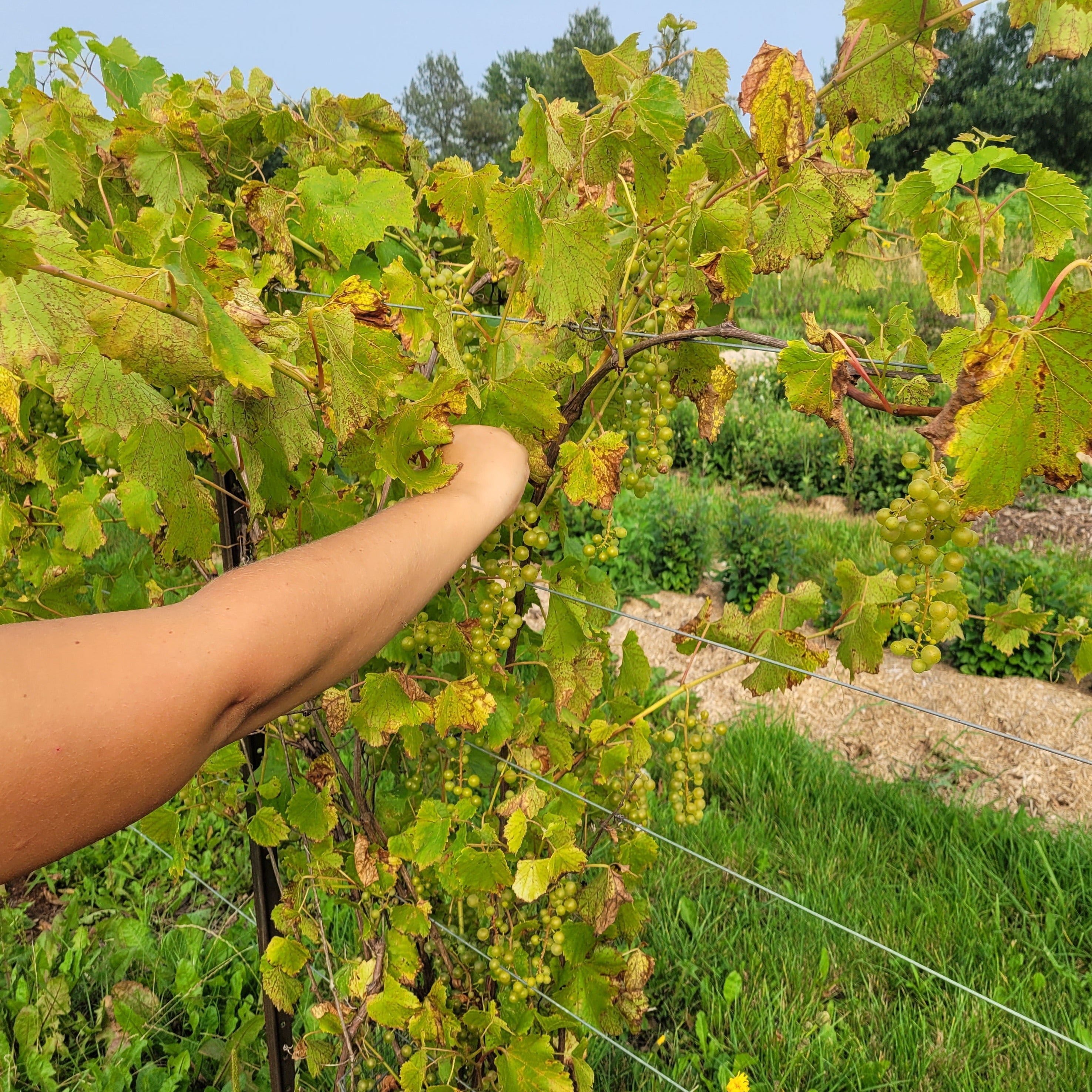 Muscat grape clearance vines