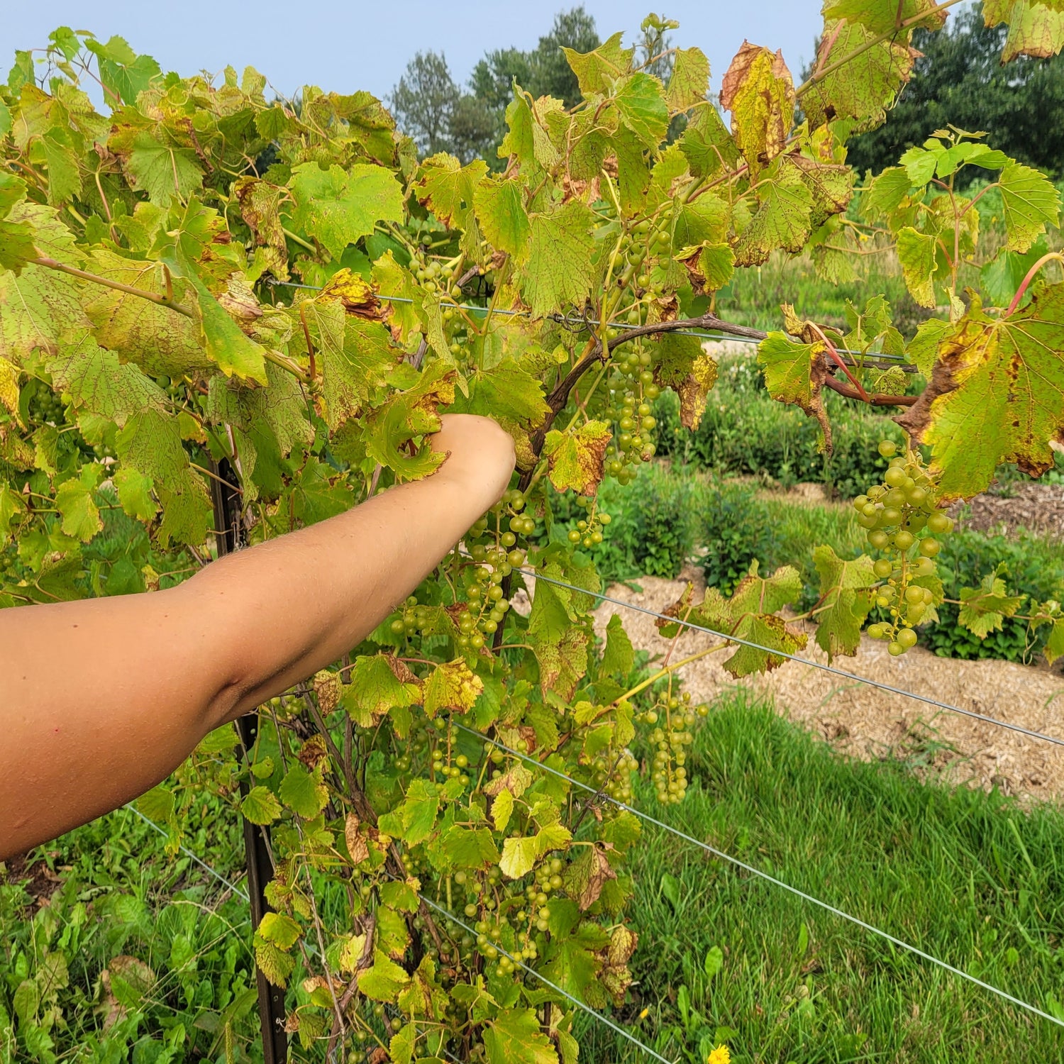 Osceola Muscat Grapes on the vine