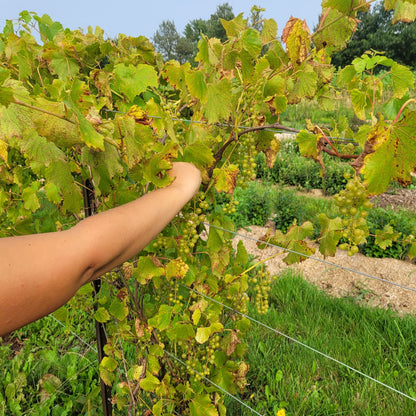 Osceola Muscat Grape