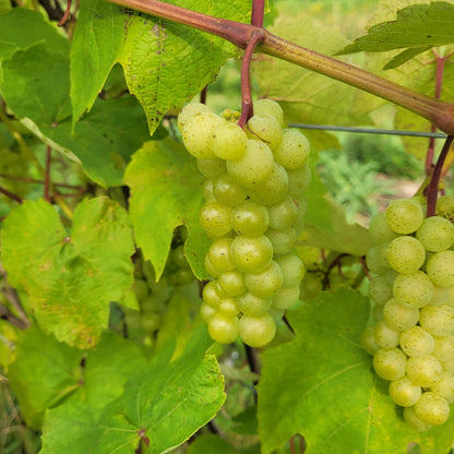 Brianna Grape bunch on a vine.