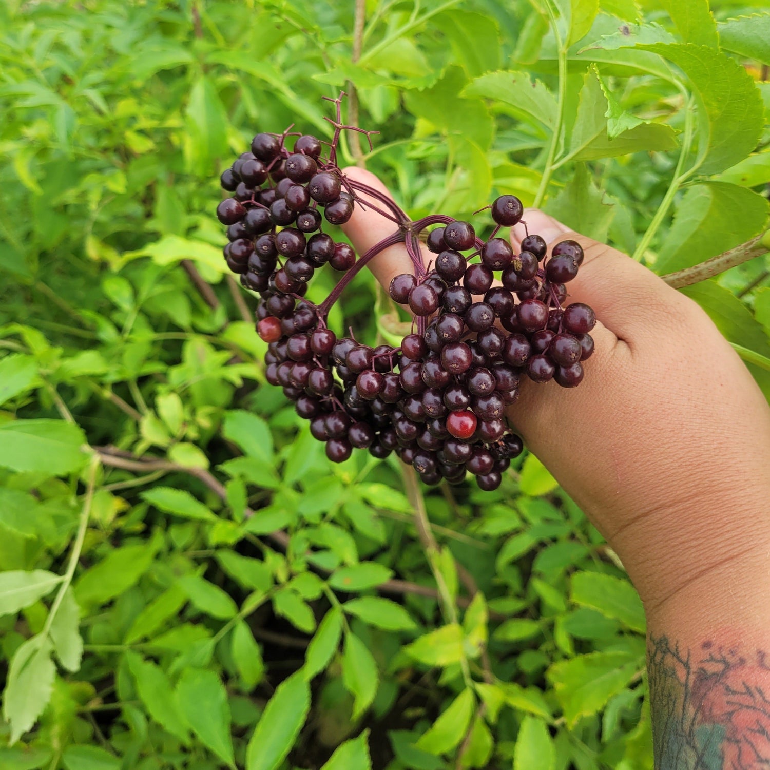 Potted York Elderberry