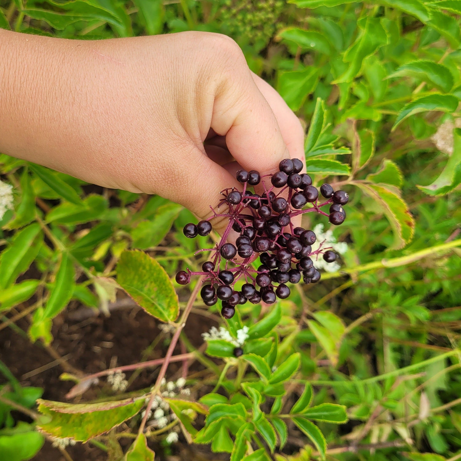 Potted Scotia Elderberry