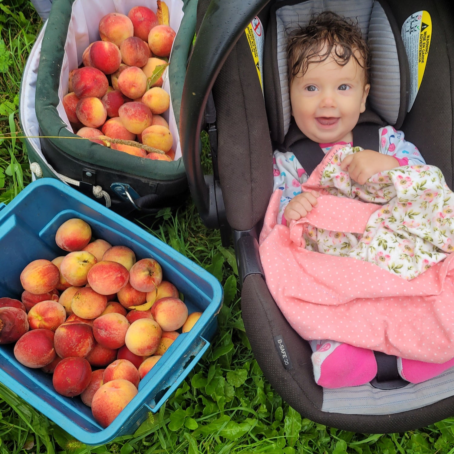 Redhaven Peach