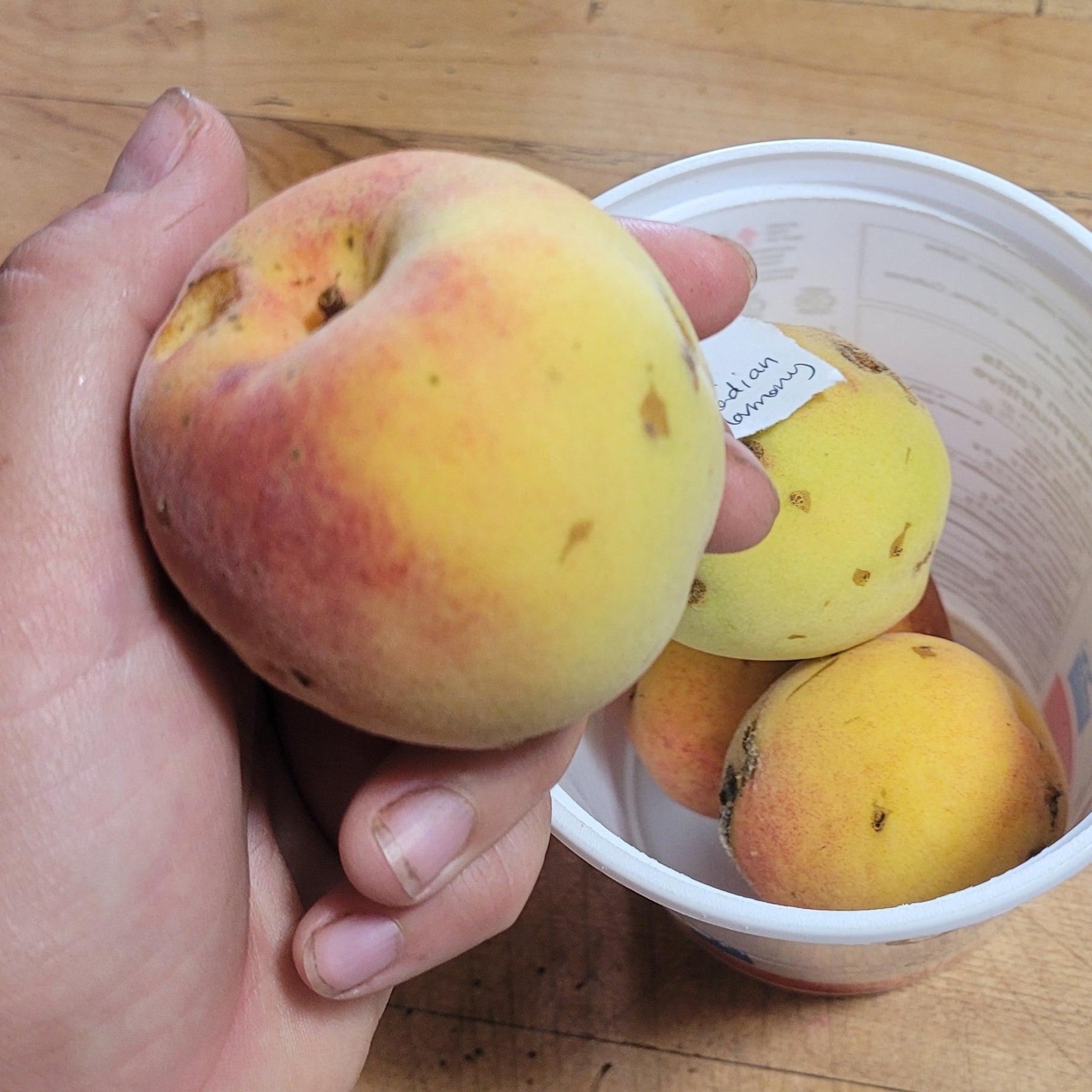 Canadian Harmony Peach held by someone with more in a bowl in the background.