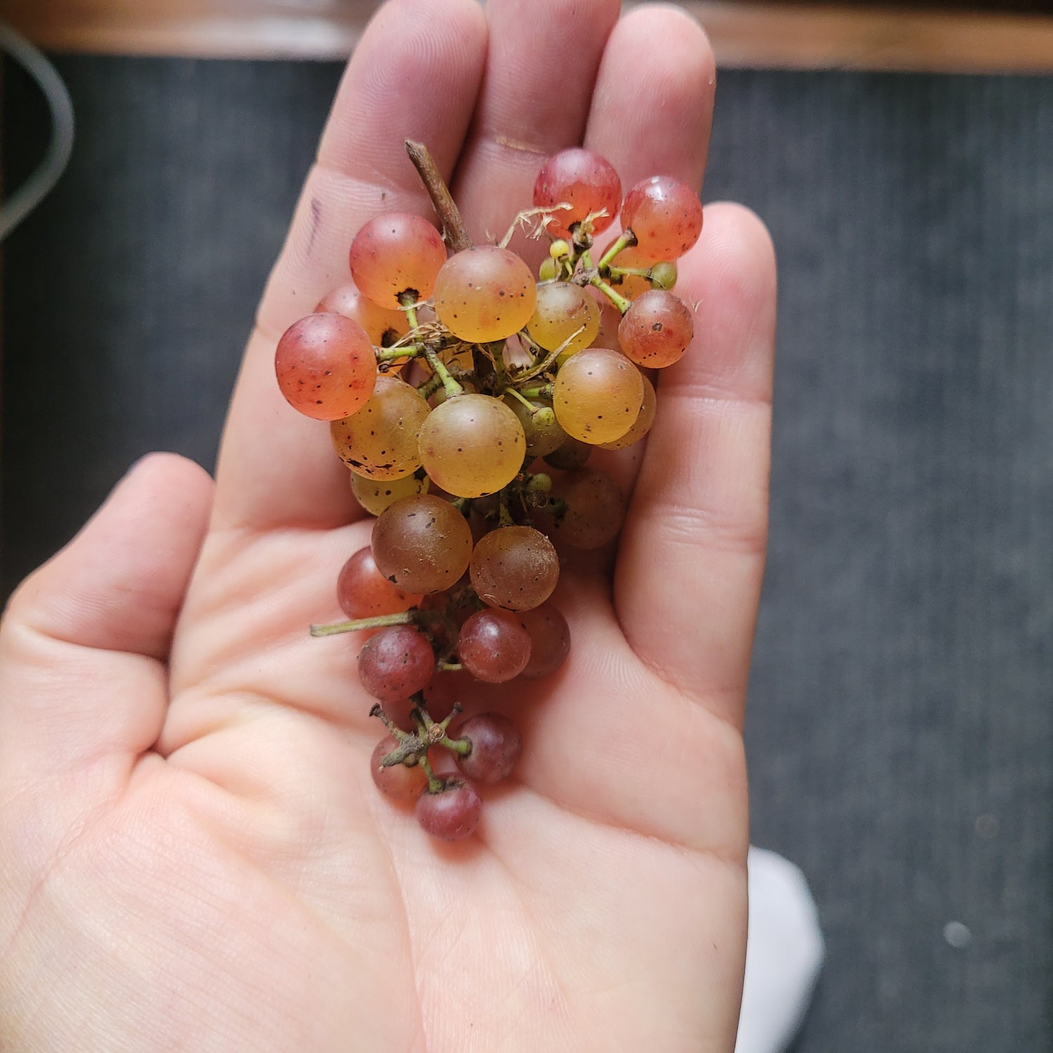 Candadice Grape Bareroot