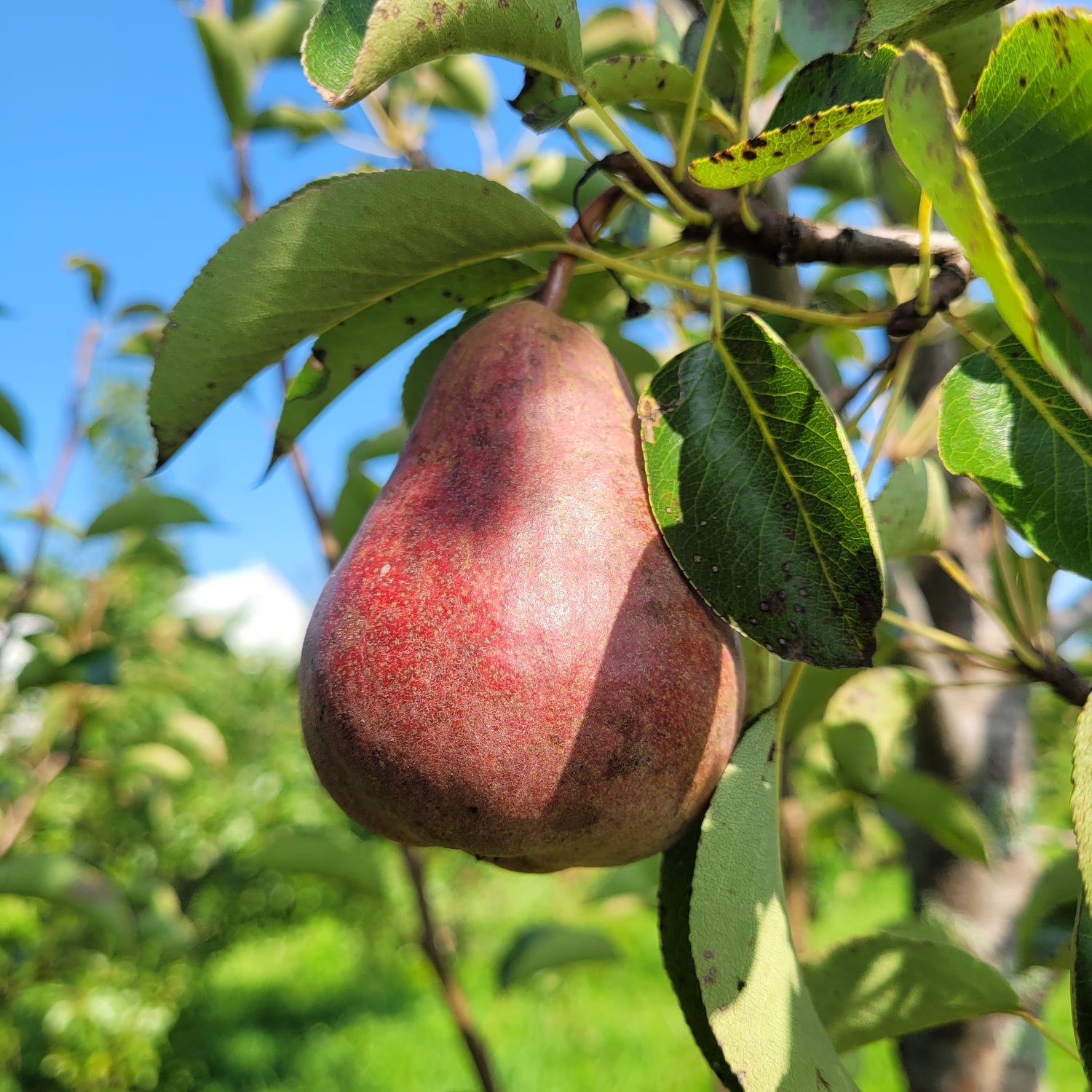 Sensation Red Bartlett Pear Scionwood