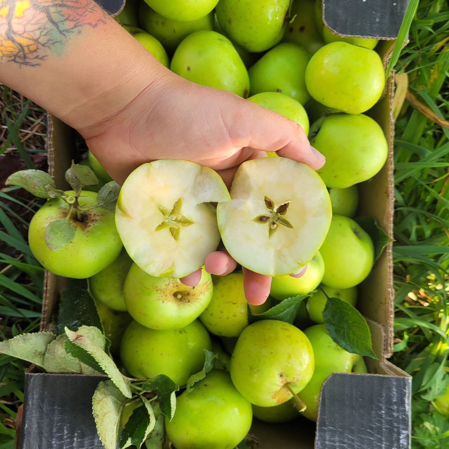 Bulmer's Norman Apple Bareroot