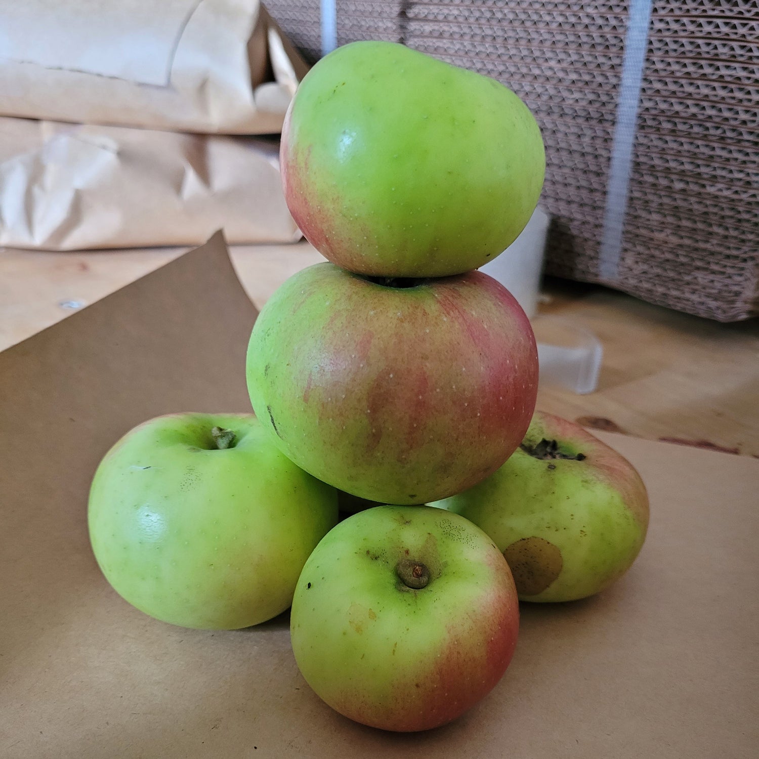 Summer Rambo Apple Scionwood