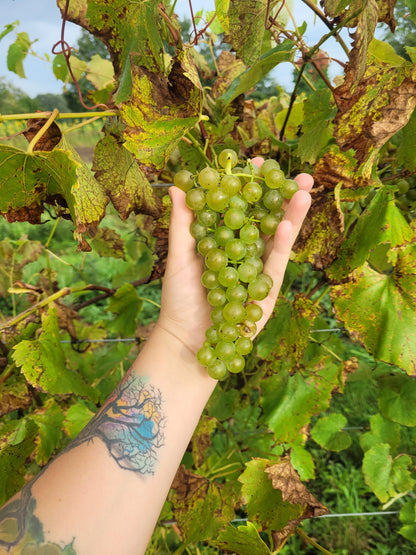 Brianna Grape bunch on a vine with hand for scale.