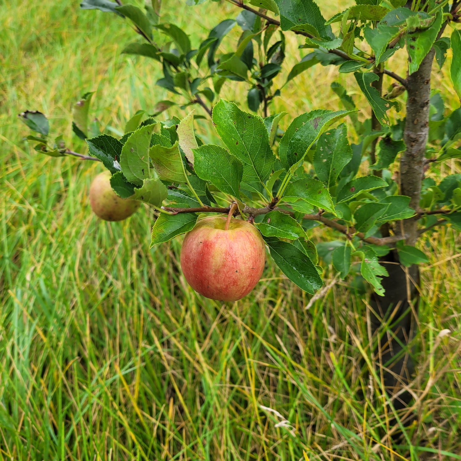 Karneval Apple Bareroot