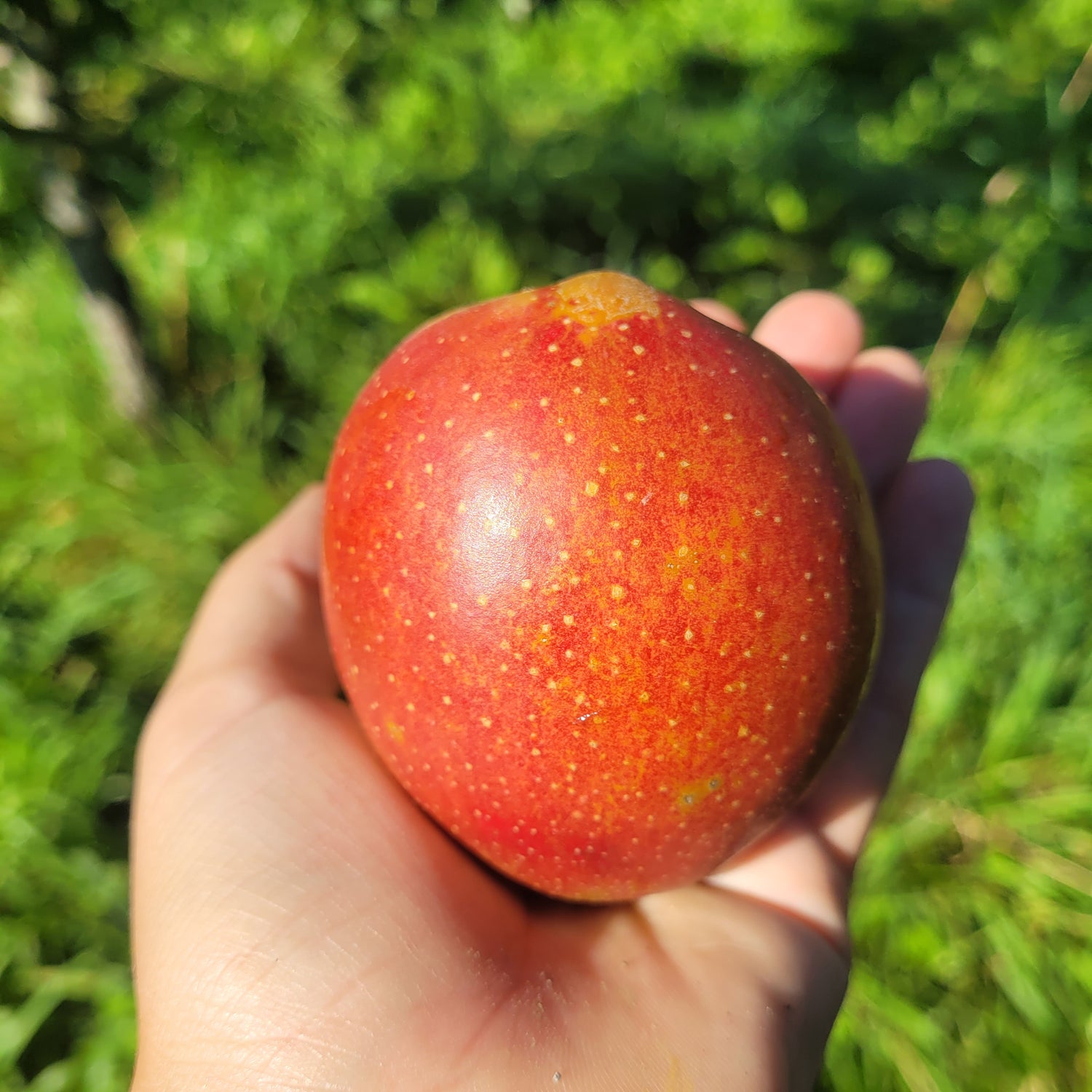 Fresco (Wellant®) Apple Bareroot