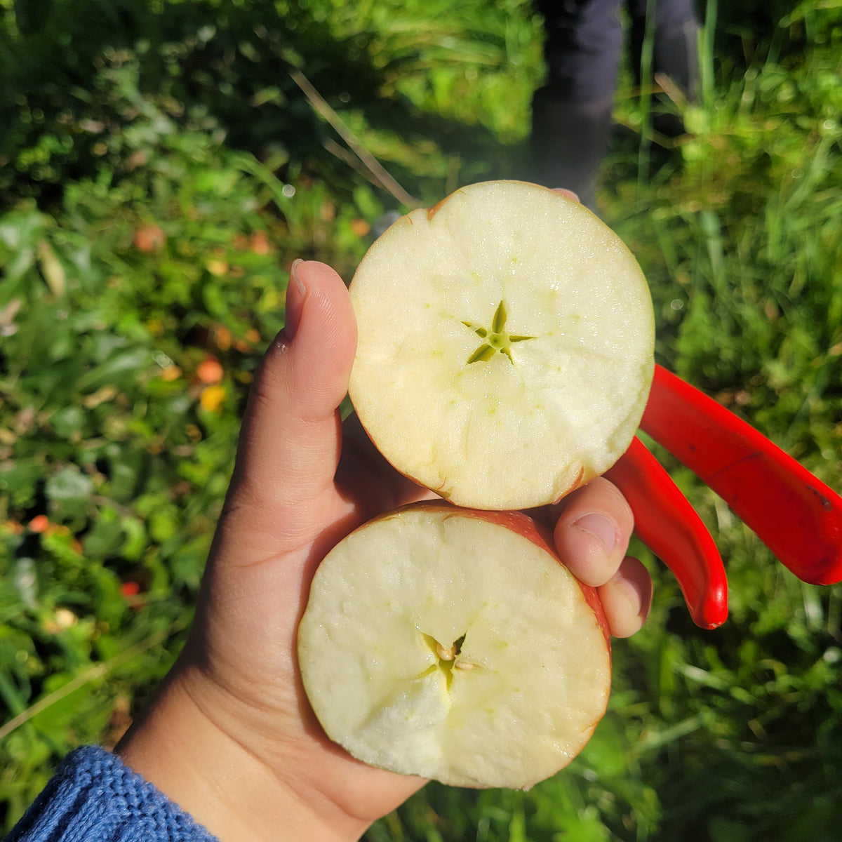 Fresco (Wellant®) Apple Tree (Bareroot)