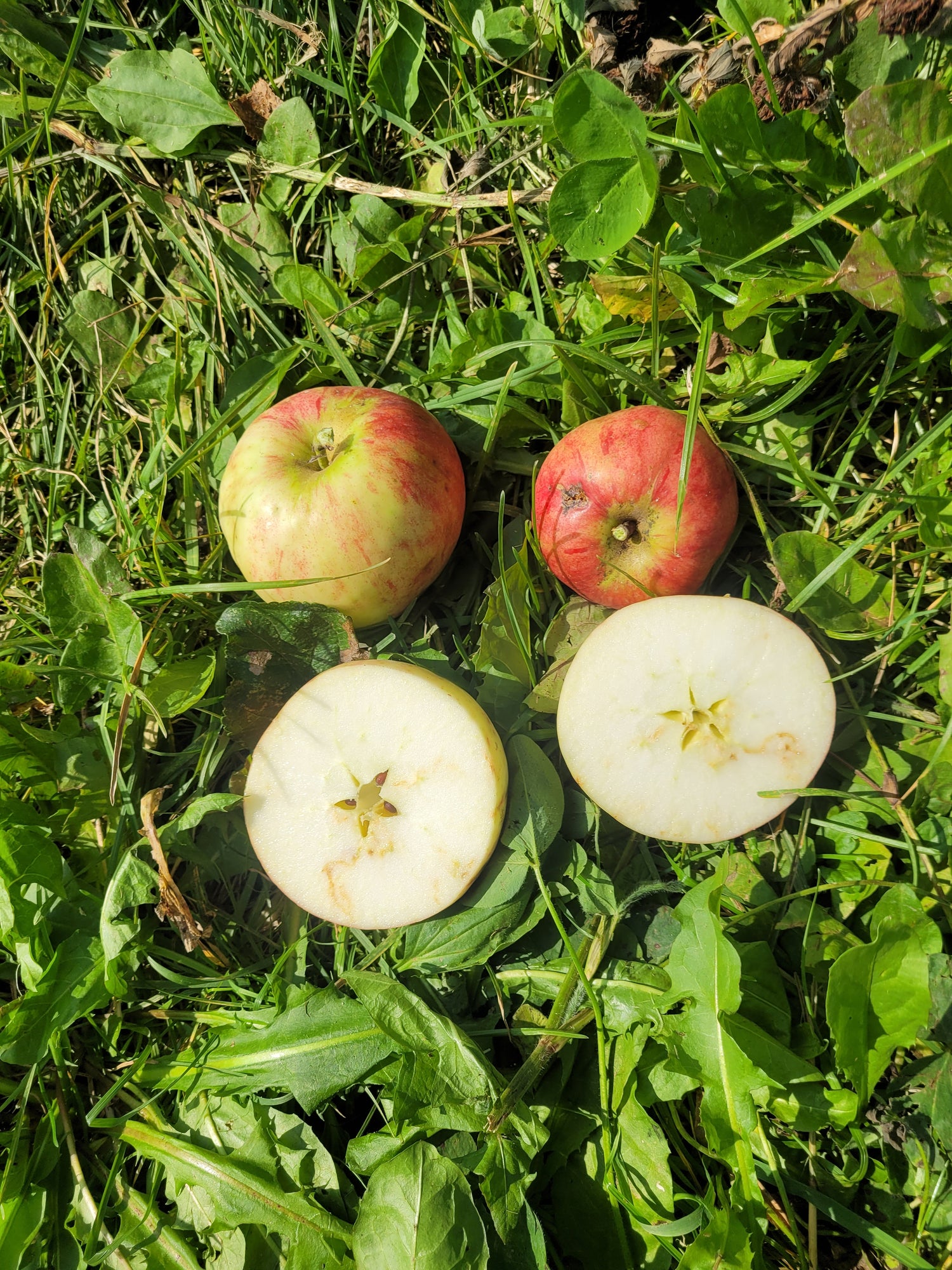Woolbrook Pippin Apple Tree (Bareroot)